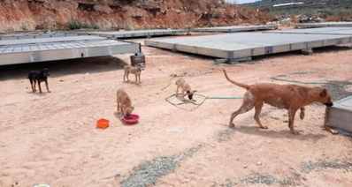 כלבים משוטטים (צילום: "תנו לחיות לחיות")
