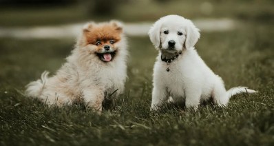 כלבים למכירה (צילום: Pexels)