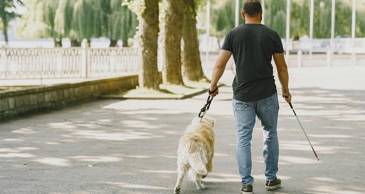 נכות הנעזרת בכלבים (צילום: Pexels)