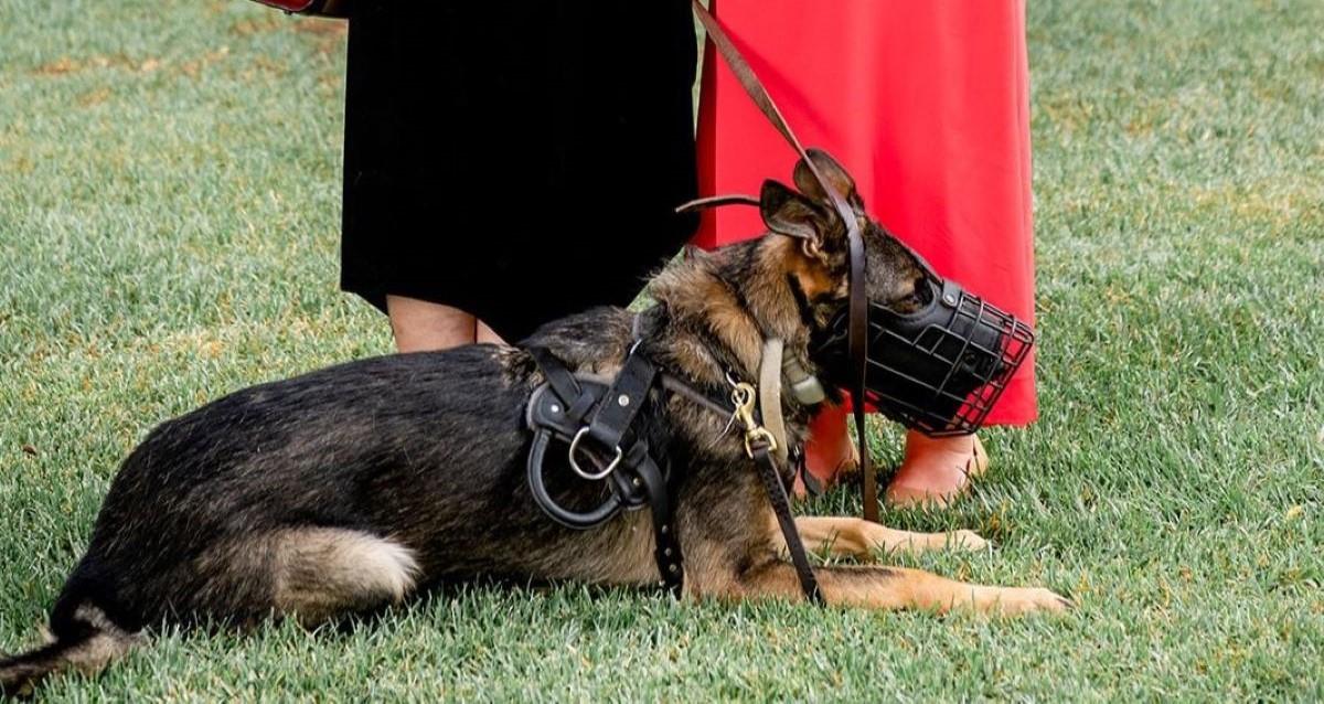 ברונו, הכלב שקיבלה הילה מפורום מיכל סלה. צילום: פורום מיכל סלה