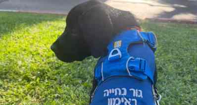 כלב הנחייה ארתור. צילום: פארן רז