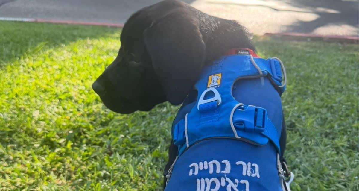 כלב הנחייה ארתור. צילום: פארן רז